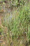 Pine barren sedge